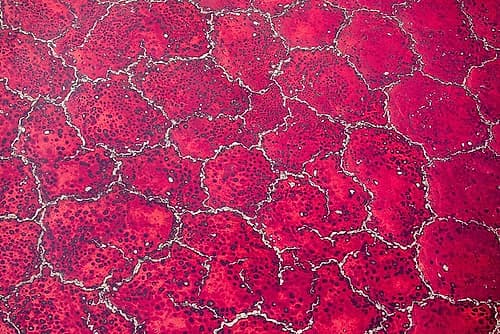 Africa-Tanzania-Aerial view of patterns of red algae and salt formations in shallow salt waters Art Print